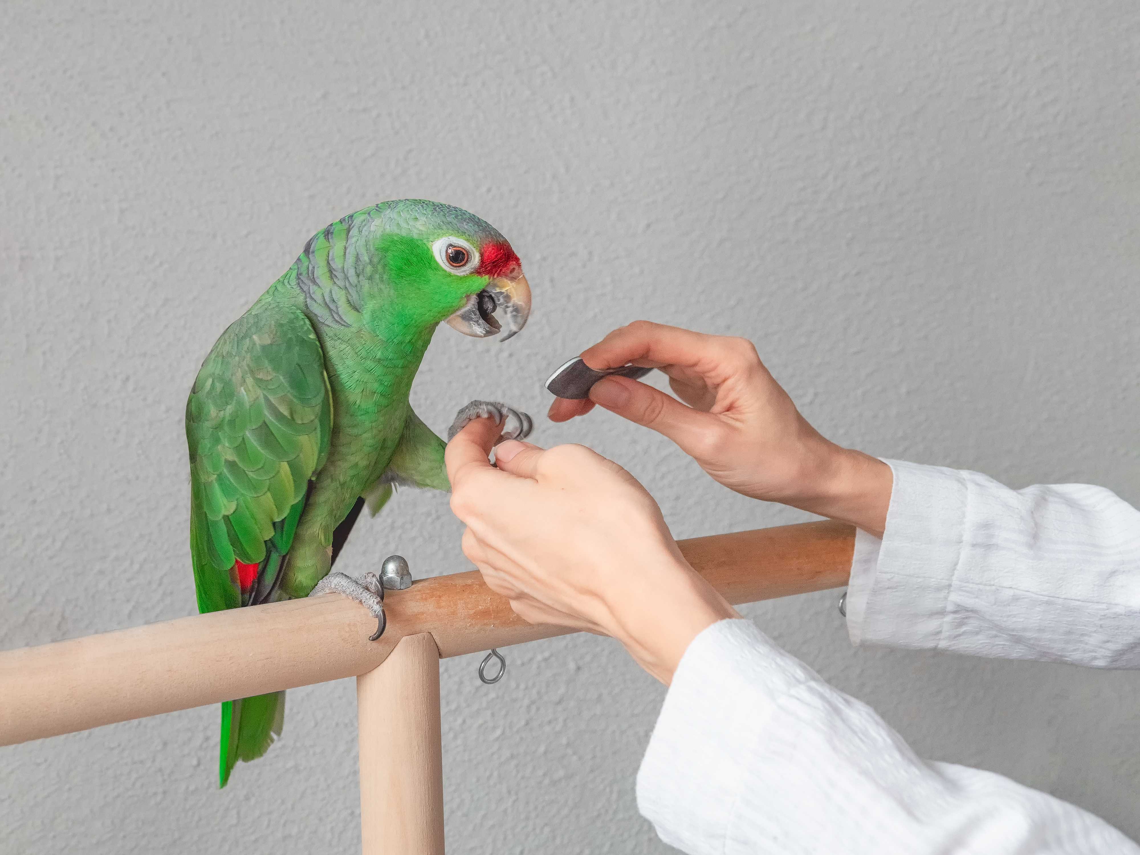 Atendimento de Aves Landing Image